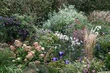 Herbstaster    2121.webp