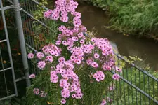 Herbstaster    2221.webp