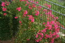 Herbstaster    2321.webp