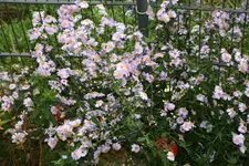 Herbstaster    2421.webp