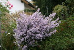Herbstaster  0819.JPG
