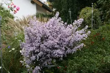 Herbstaster  0819.webp
