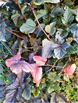 IMG_20211007_110301_1.jpg