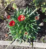11 Mittagsgold (2).webp