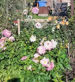 Dahlien.webp