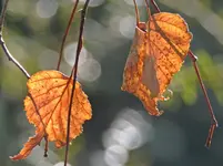 IMG_6424 - Copy.webp IMG_6424 - Copy.webp