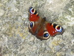P1050304Pfauenauge.JPG