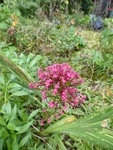 P1050313Spornblume.JPG