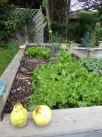 P1050325Hochbeet.webp