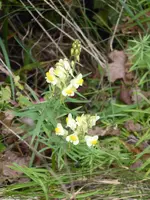 P1050332Leinkraut.webp