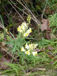 P1050332Leinkraut.JPG