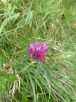 P1050333Rotklee.webp