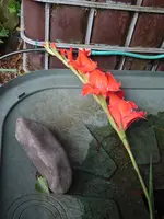 P1050348gebrochene Gladiole.webp