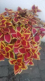20211009_153246.webp