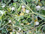 Physalis.jpg