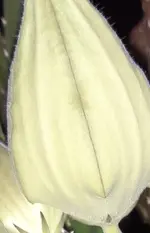 Rätsel.webp