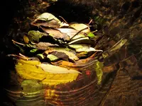 Sandwich.webp Sandwich.webp