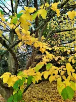 IMG_20201108_152257.webp