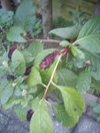 DSC06363.jpg