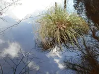 Grasbündel im Wasser.webp