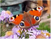Schmetterlinge Titel.webp