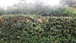 Hecke.jpg