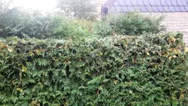 Hecke1.webp