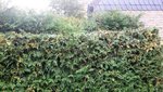 Hecke1.jpg