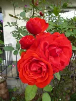 P1050267.webp