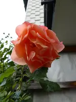P1050189.webp