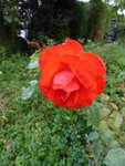 P1050207.JPG