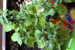 202112_beet_chili.jpg