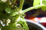 211012_tomate.jpg