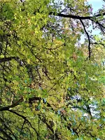 IMG_20211010_161318_2.webp