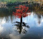 Kleiner Baum spiegelt sich im Wasser.JPG