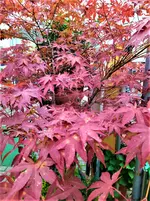 IMG_20200927_171656_1.webp