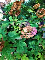 IMG_20210907_140931.webp