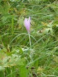 P1050346Herbstzeitlose.JPG