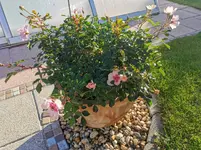IMG_20211014_085048.webp