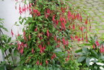 Winterharte Fuchsie0521.JPG