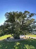 E6704C2E-F4E1-4E14-999E-375A8DB2EB59.webp