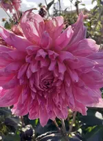 Bild 3.webp