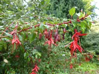 P1130963Scharlachfuchsie Contrasta.webp