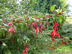 P1130963Scharlachfuchsie Contrasta.JPG