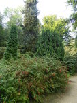 P1130964Scharlachfuchsie Contrasta.JPG