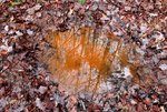 Wasserpfütze.jpg
