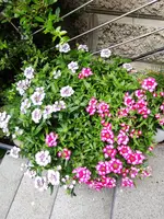IMG_20210712_141643.jpg