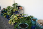 Hosta-Winterlager 0121.JPG