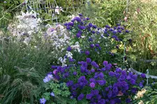 Herbstaster    2621.webp
