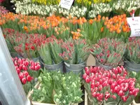 columbia road flower market (2).webp columbia road flower market (2).webp